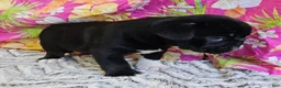 Mixed Breed dogs for sale: SALE! Mini Dolly Dimples - Ad 9
