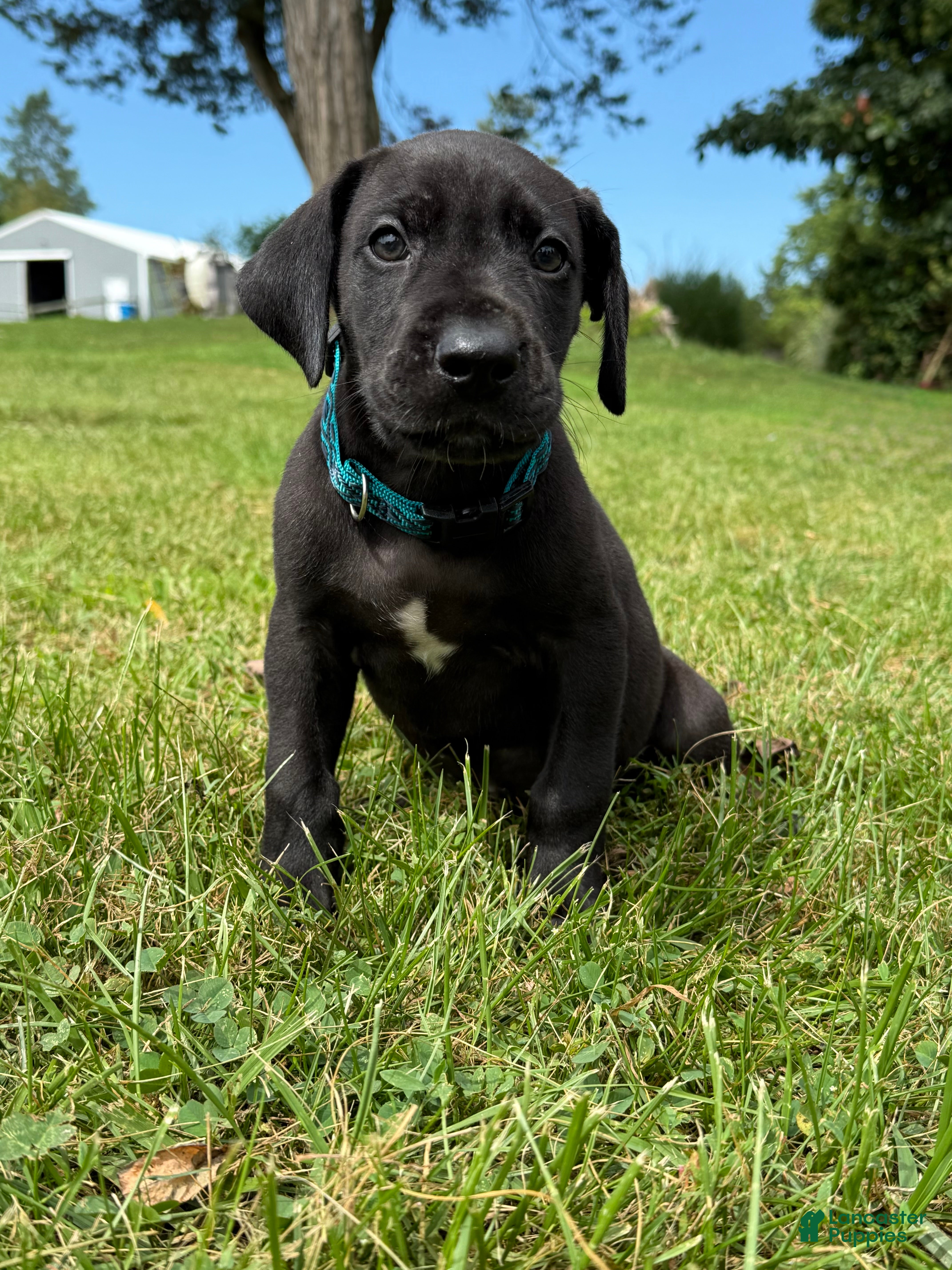 Great Dane dogs Bruno  - Ad 36