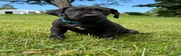 Great Dane dogs for sale: Bruno  - Ad 2