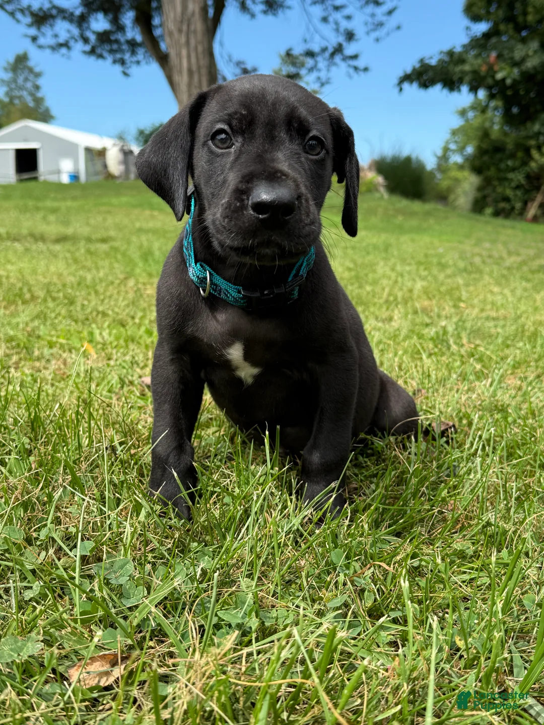 Great Dane dogs for sale: Bruno  - Ad 2