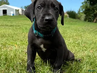 Great Dane dogs Bruno - Ad 36