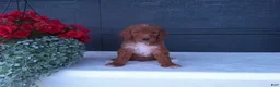 Goldendoodle dogs for sale: Peanut - Ad 5