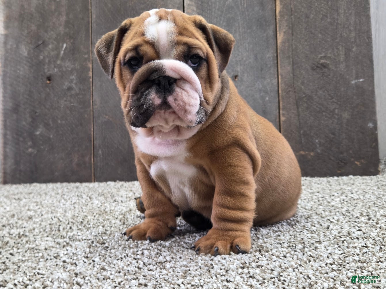 English Bulldog dogs Mack - Ad 2