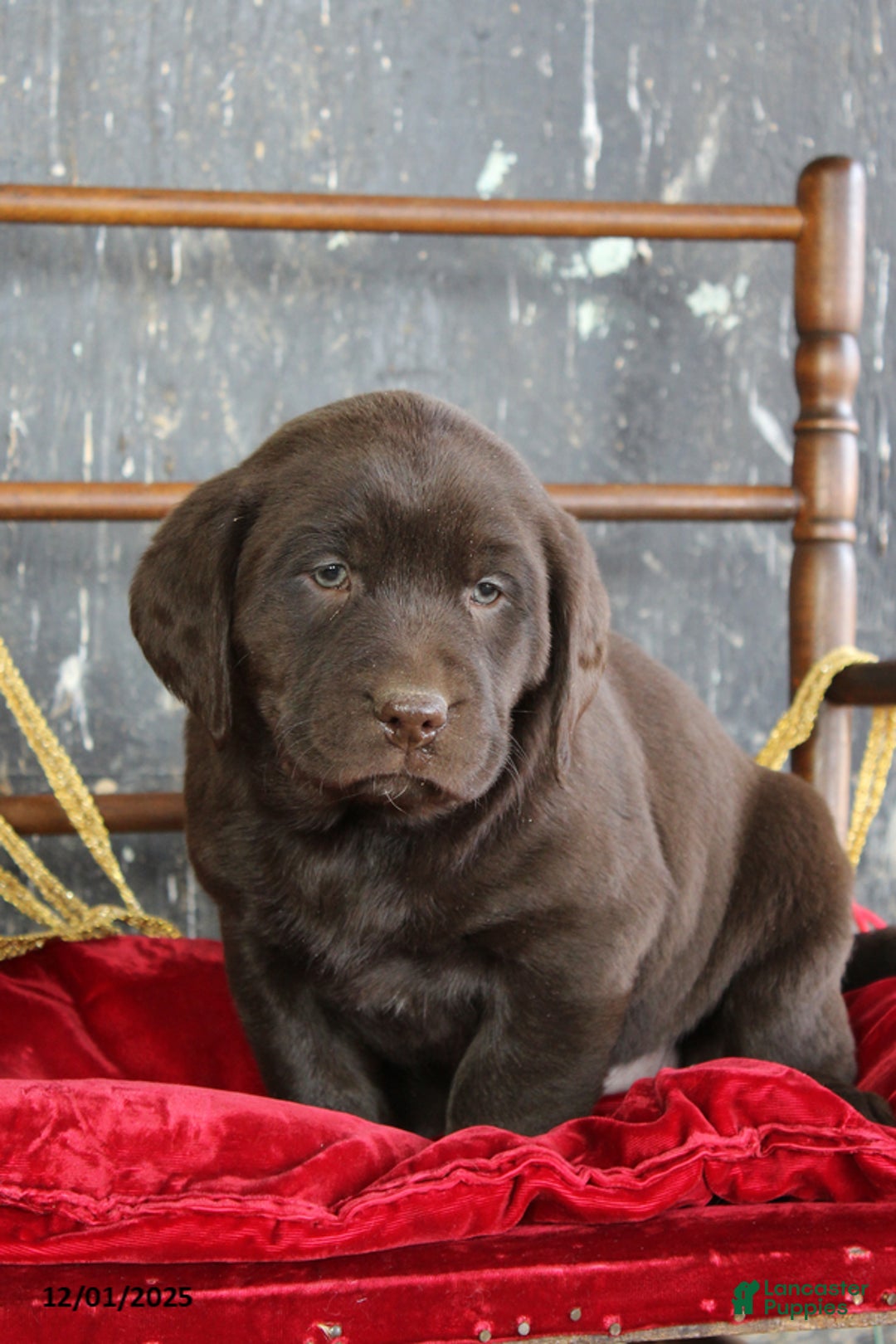 Labrador Retriever dogs for sale: Karley - Ad 1