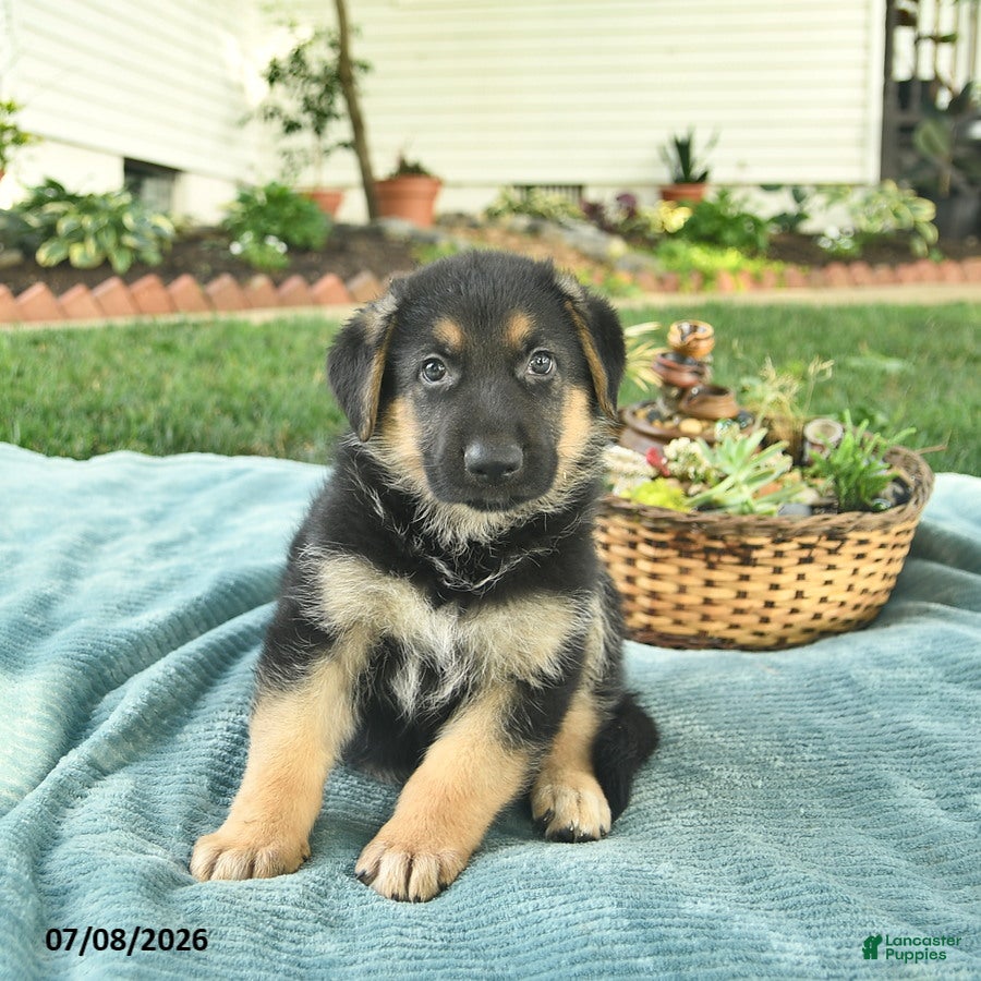 German Shepherd dogs Israel  - Ad 2