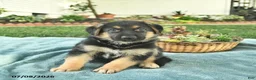 German Shepherd dogs for sale: Israel  - Ad 2