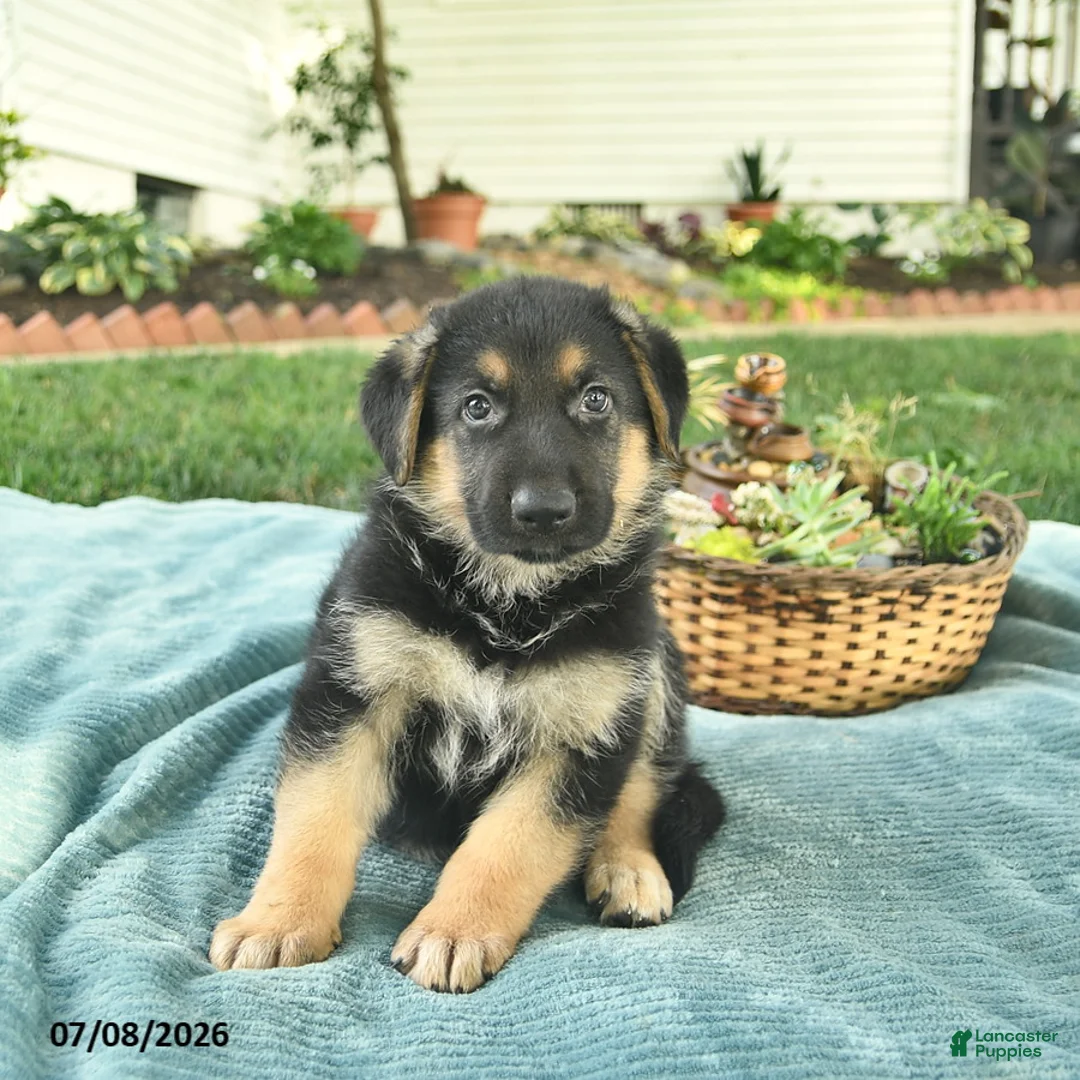 German Shepherd dogs for sale: Israel  - Ad 2