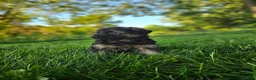 German Shepherd dogs for sale: Sosha  - Ad 4