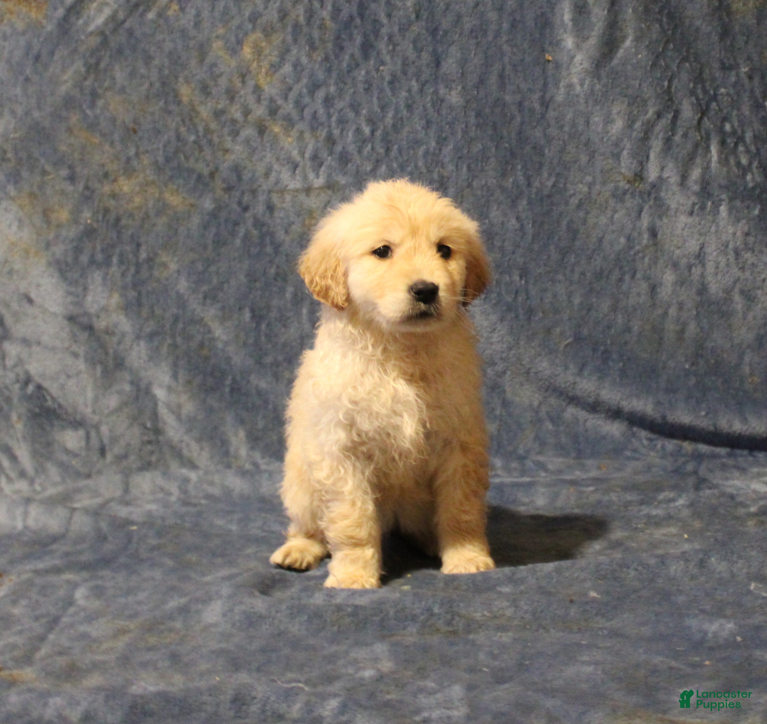 Golden Retriever dogs Crystal - Ad 30