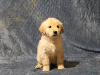 Golden Retriever dogs Crystal - Ad 27