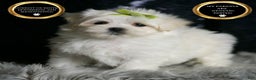 Maltese dogs for sale: Mr. Snow - Ad 1