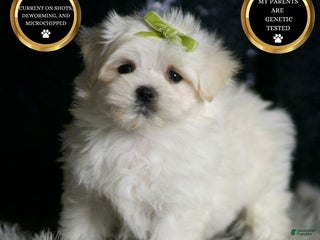 Maltese dogs Mr. Snow - Ad 24