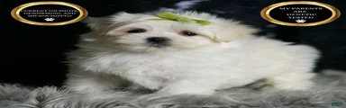 Mr. Snow
