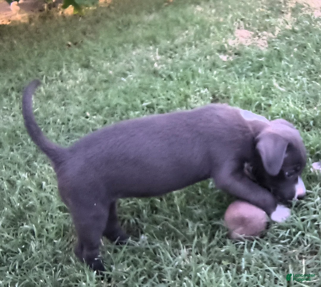 American Pit Bull Terrier dogs for sale: Chilli - Ad 2