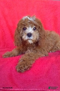 Mini Goldendoodle dogs Romeo - Ad 38