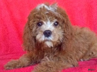 Mini Goldendoodle dogs Romeo - Ad 21