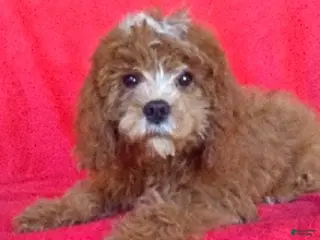 Mini Goldendoodle dogs Romeo - Ad 35