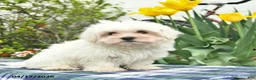 Maltese dogs for sale: Skippy - Ad 4