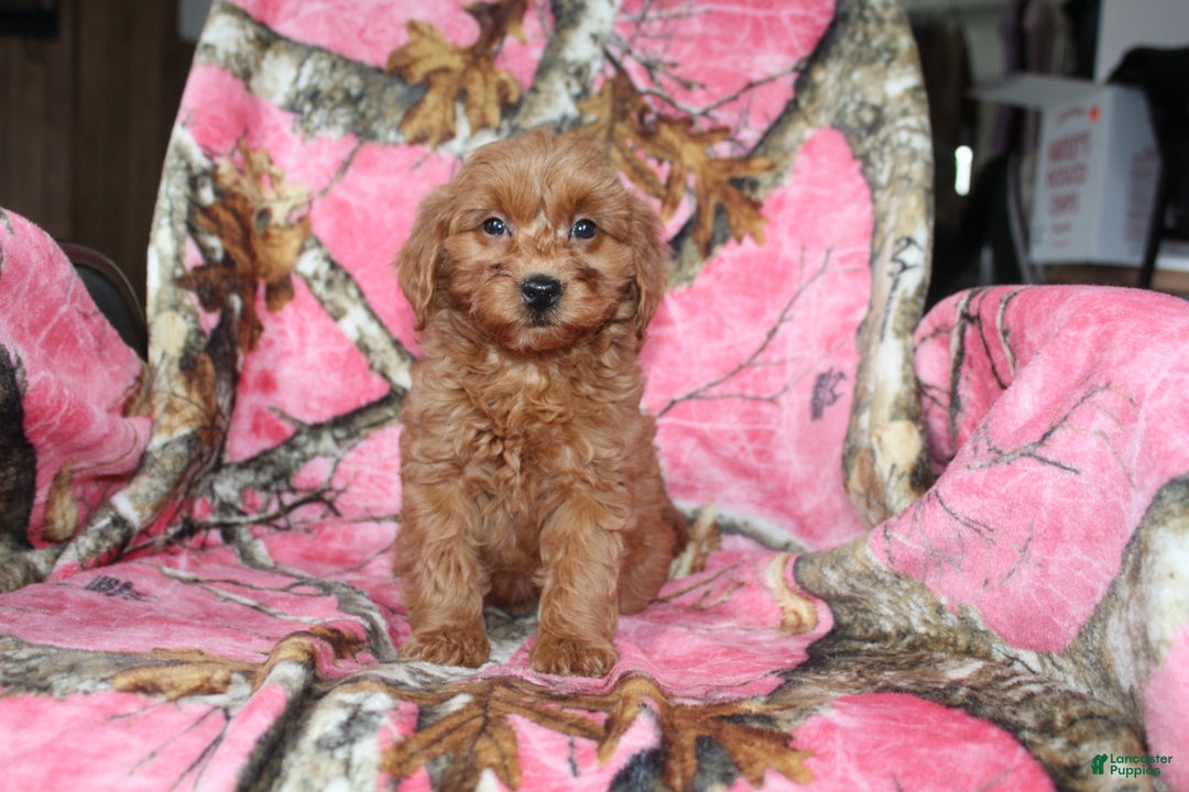 Mini Goldendoodle dogs for sale: Gret - Ad 6