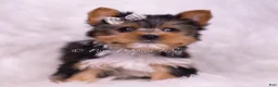 Yorkshire Terrier dogs for sale: Mookie - Ad 2