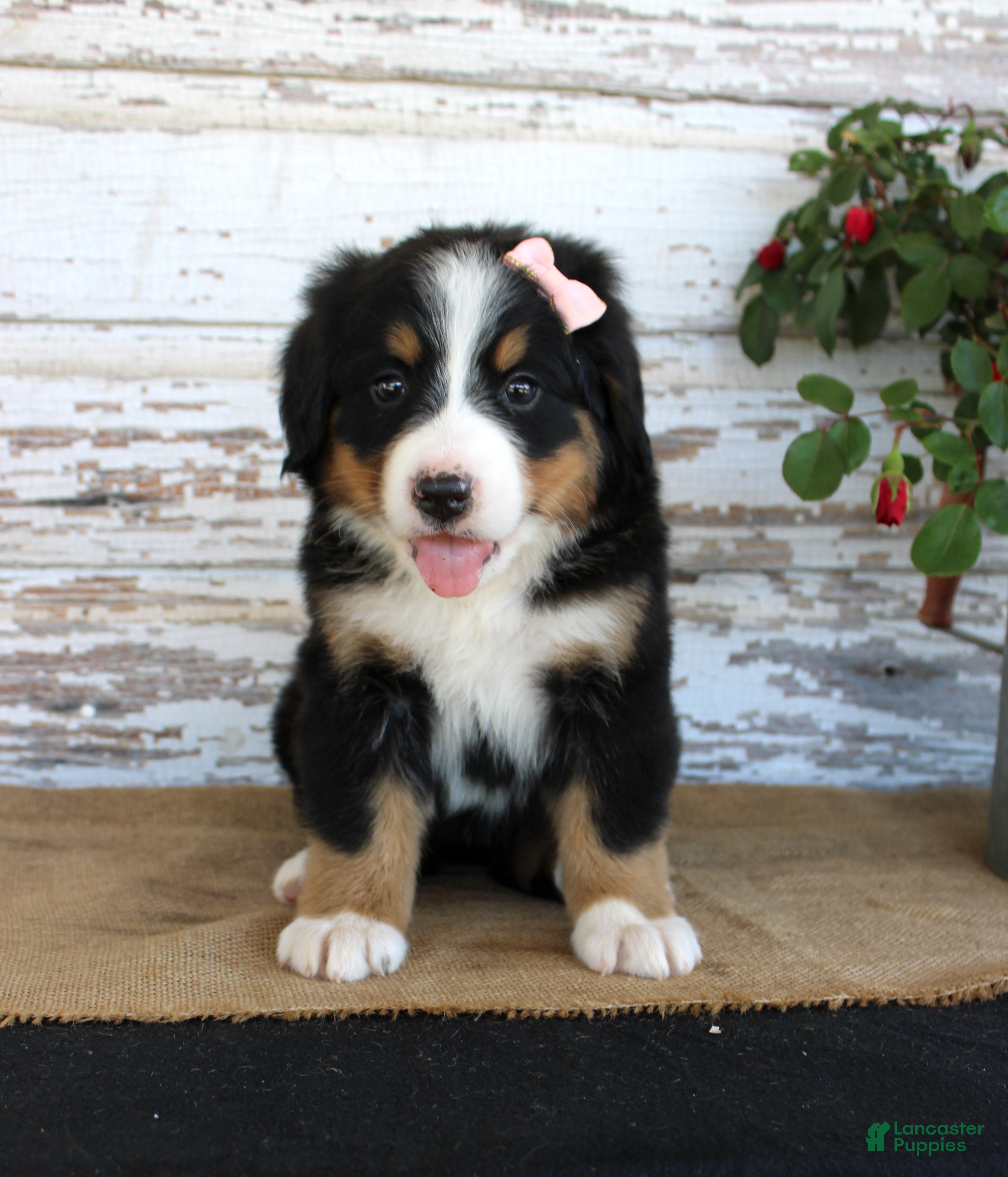 Bernese Mountain Dog dogs Macy - Ad 12