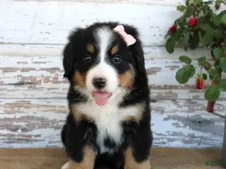 Bernese Mountain Dog dogs Macy - Ad 12