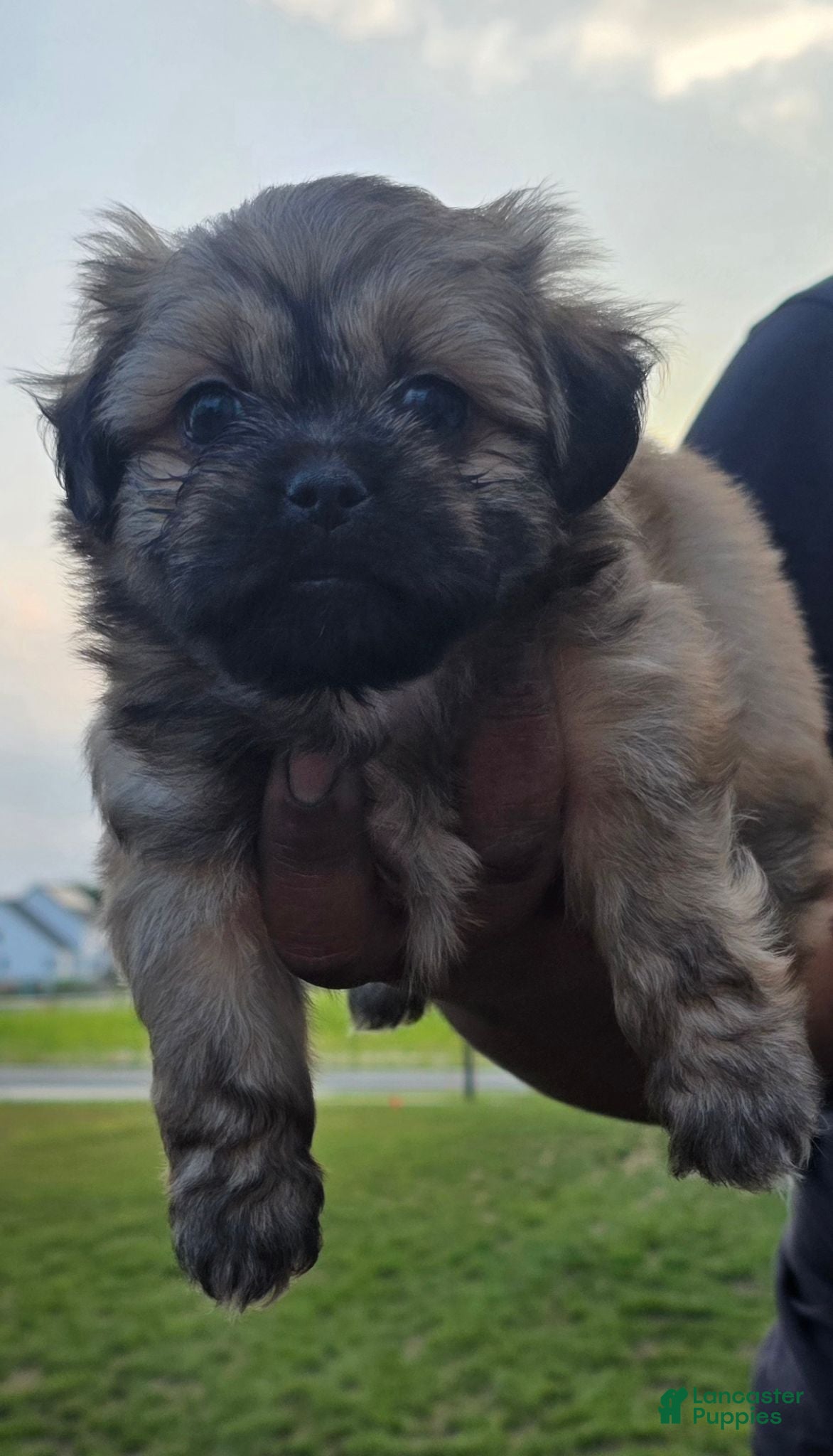 Shih Tzu dogs Shih Tzu 4 - Ad 1