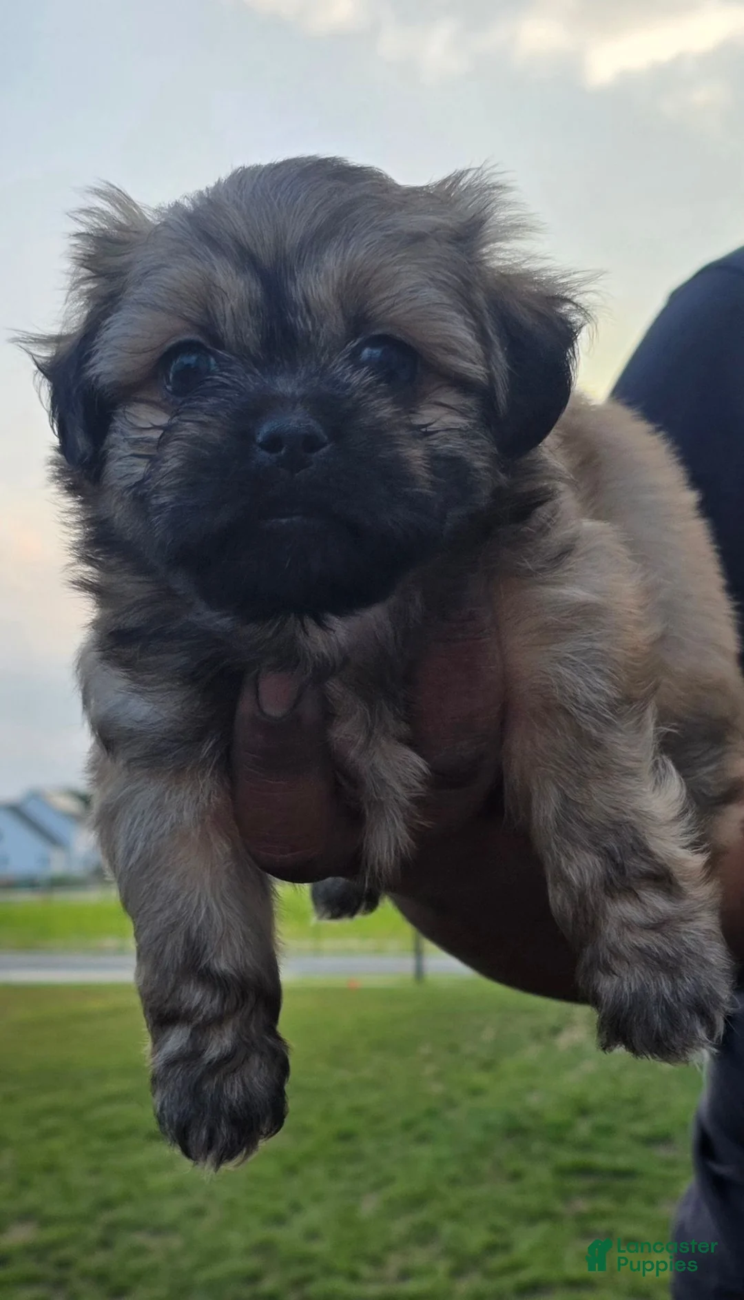 Shih Tzu dogs for sale: Shih Tzu 4 - Ad 1
