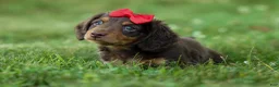Miniature Dachshund dogs for sale: MURPHY - Ad 11