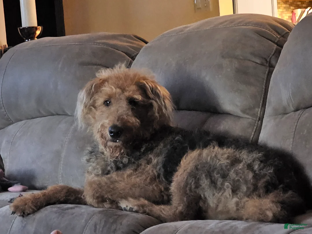 Mixed Breed dogs for sale: Mini Bernadoodle/Airedoodle Mixed litter puppies in Meriden - Ad 15