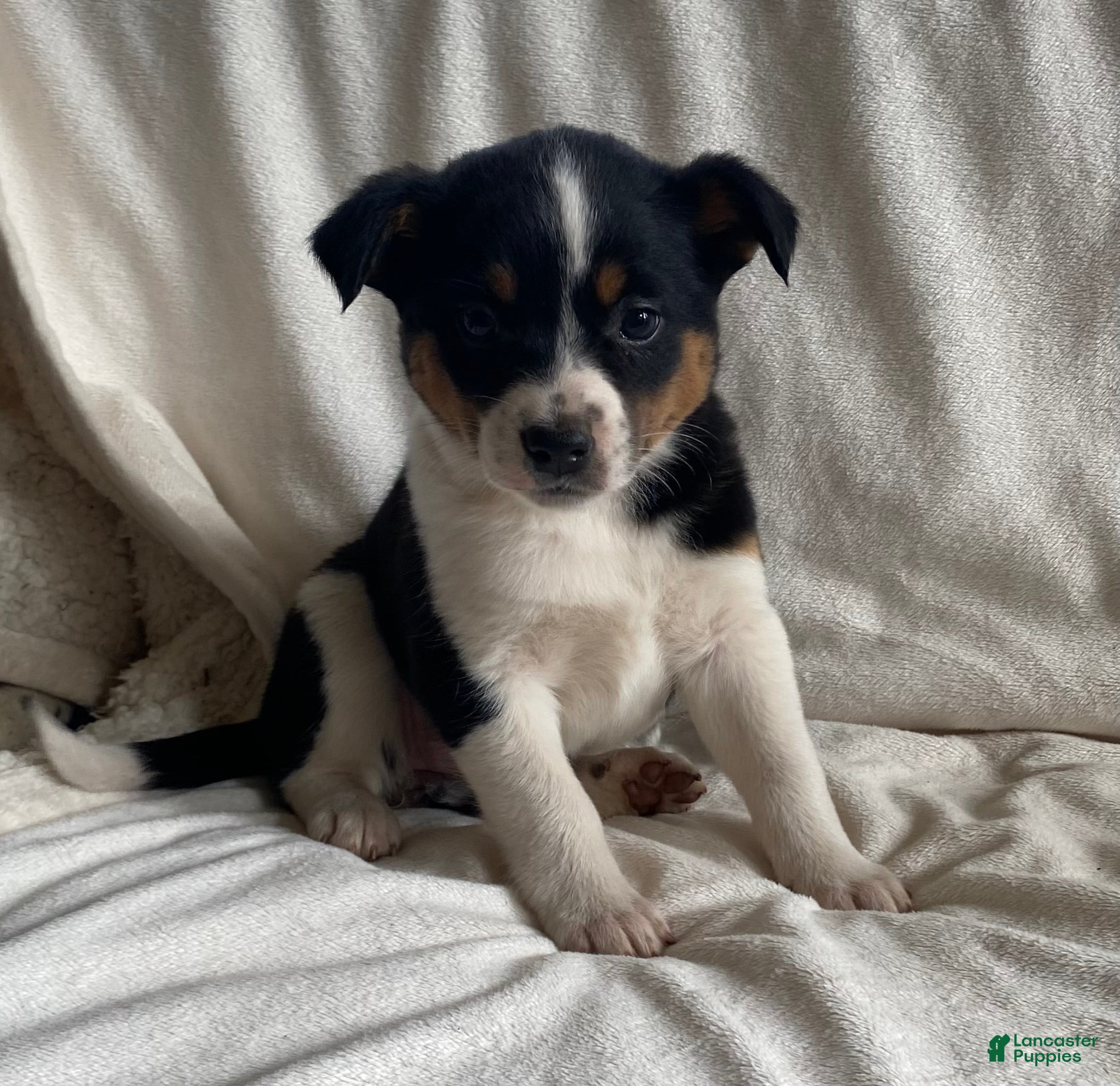 Mixed Breed dogs Misty  - Ad 39