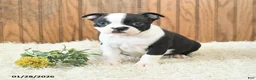 Boston Terrier dogs for sale: Millenium - Ad 2