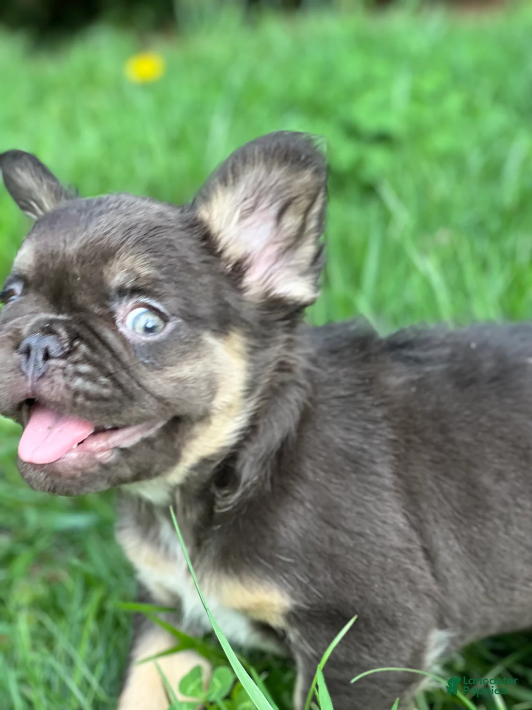 French Bulldog dogs for sale: Female French Bulldog Chicago - Fluffy - Ad 1