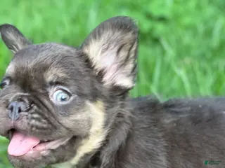 French Bulldog dogs Female French Bulldog Chicago - Fluffy - Ad 26