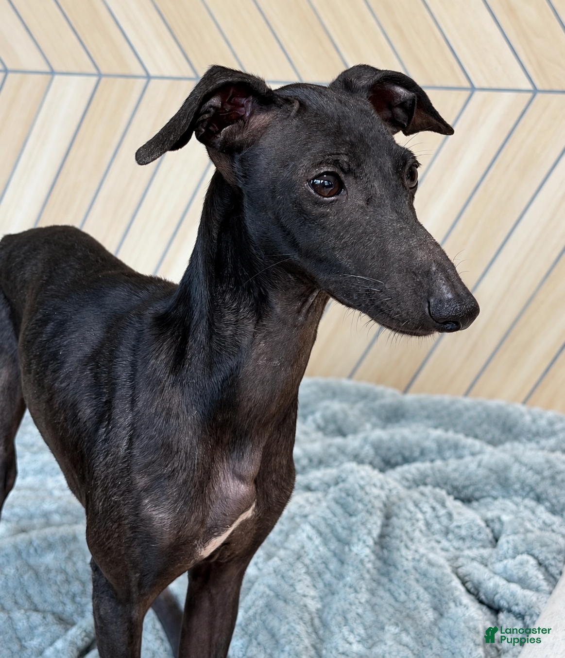 Italian Greyhound dogs for sale: Skylar - Ad 2
