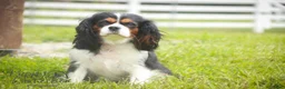 Cavalier King Charles Spaniel dogs for sale: Lars - Ad 12