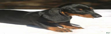 Stella 