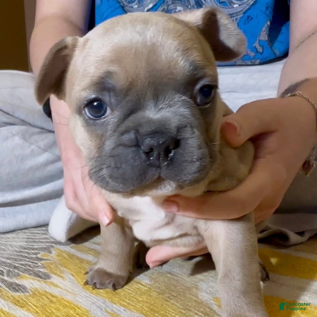 French Bulldog dogs for sale: Pibble - Ad 2