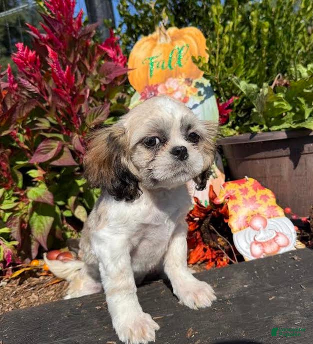 Shih Tzu dogs for sale: Ralph - Ad 3