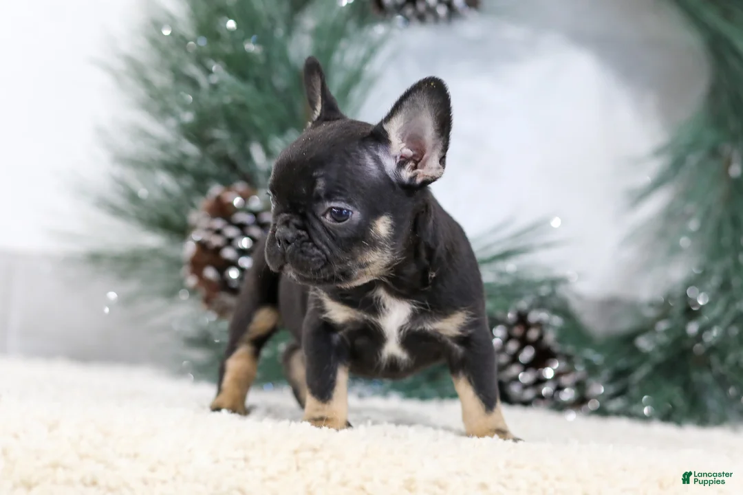 French Bulldog dogs for sale: Ferdinand - Ad 5