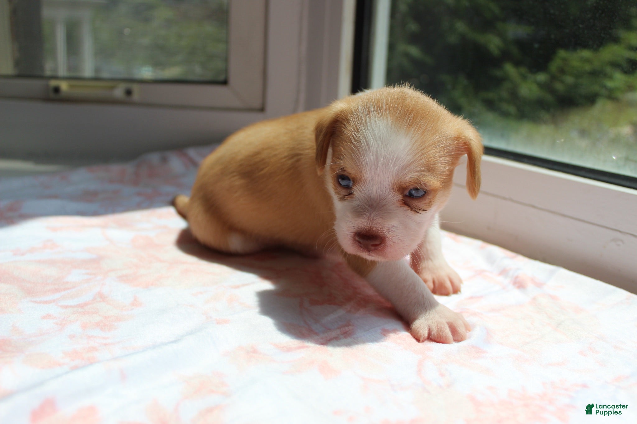 Mixed Breed dogs for sale: Mixed Breed 5 - Ad 1