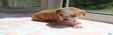 Mixed Breed 5