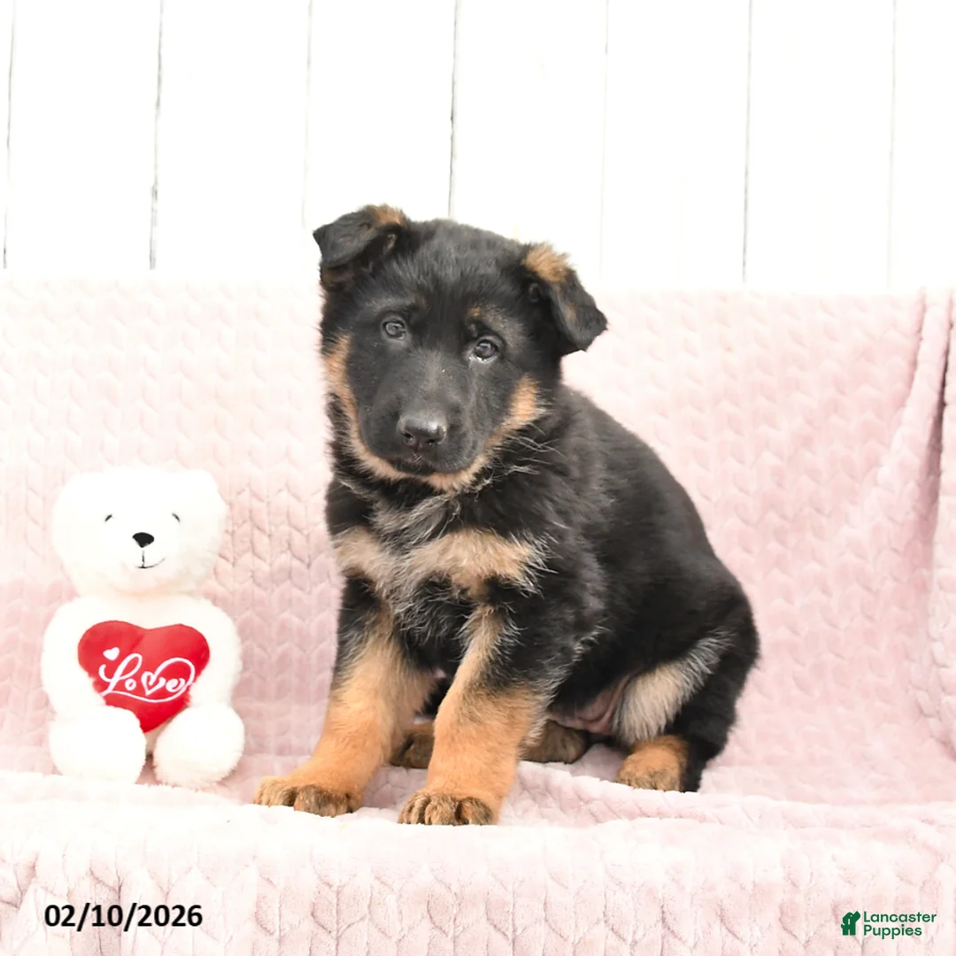 German Shepherd dogs for sale: Sienna - Ad 3