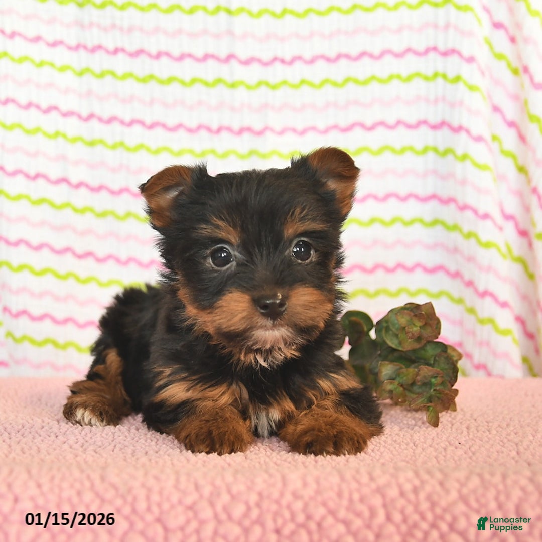 Yorkshire Terrier dogs for sale: Cassie   - Ad 3