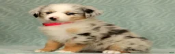Australian Shepherd dogs for sale: Skye - Ad 5