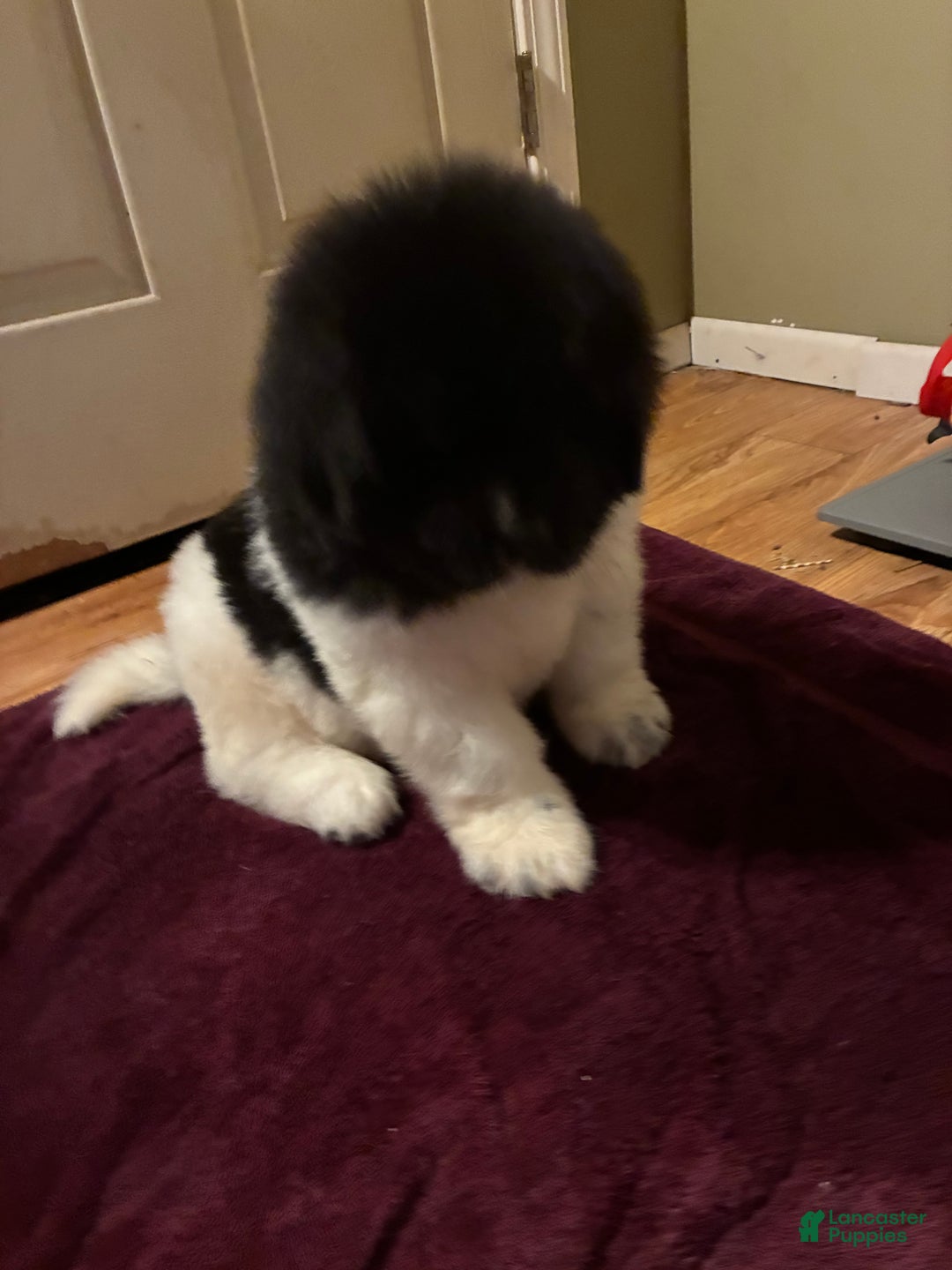 Newfoundland dogs for sale: Newfoundland Puppy 1 - Ad 3