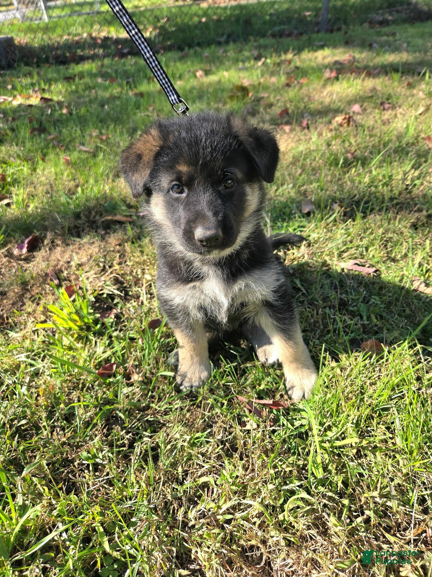 German Shepherd dogs for sale: Asher - Ad 1