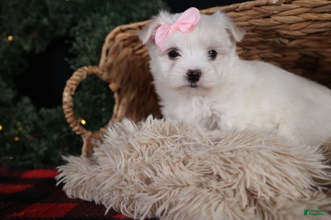 Maltese dogs for sale: ANGIE - Ad 2