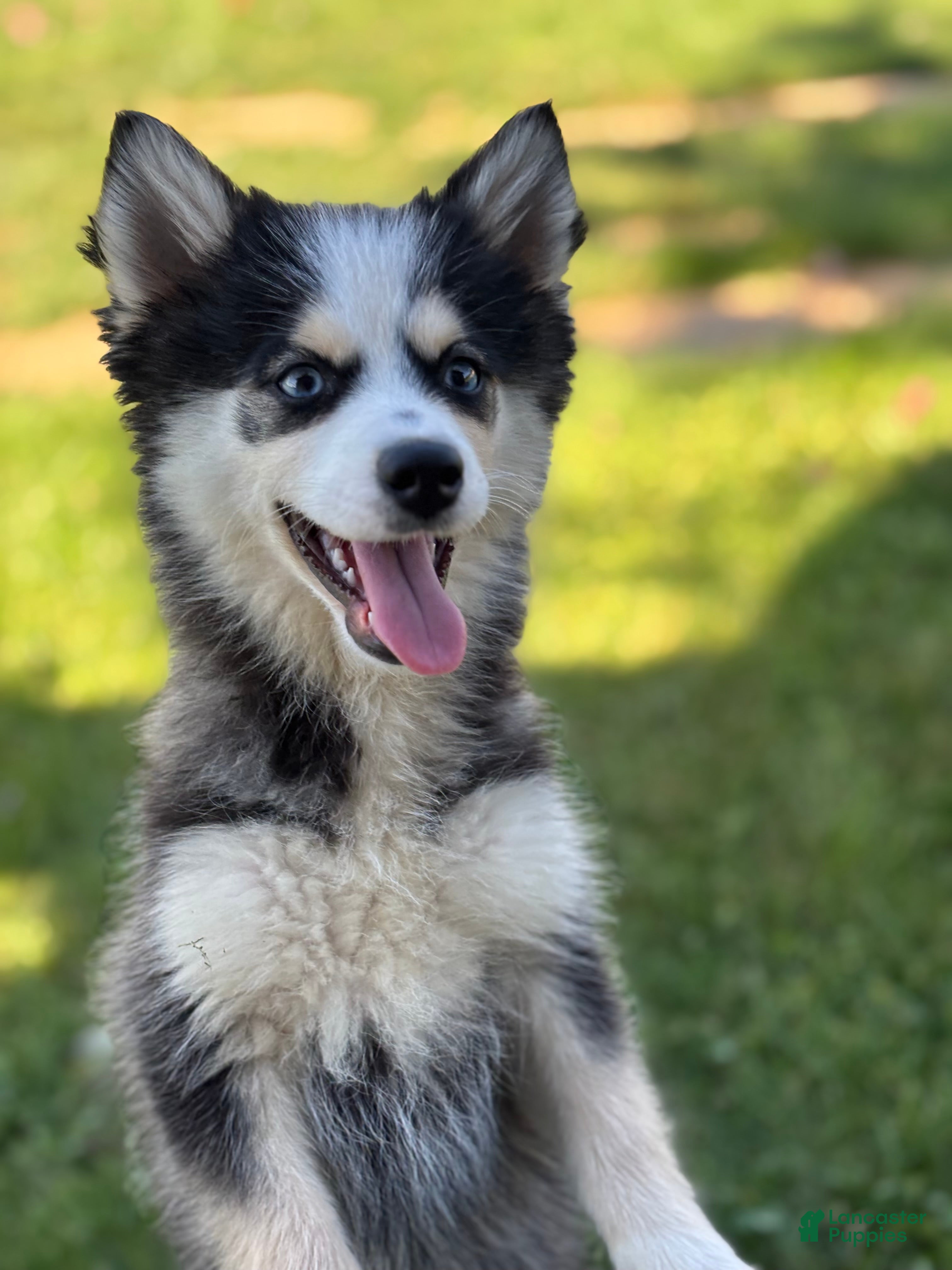 Pomsky dogs Doris - Ad 1