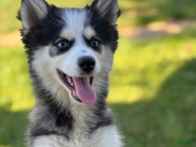 Pomsky dogs for sale: Doris - Ad 1